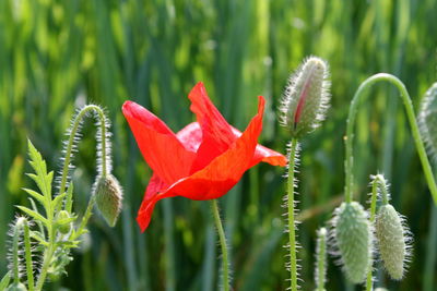 Close-up of red poppy flower