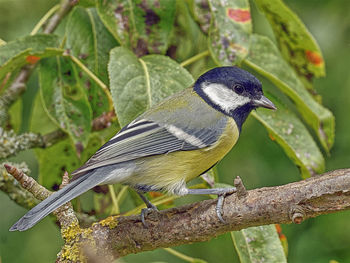 Close-up of bird perching on branch