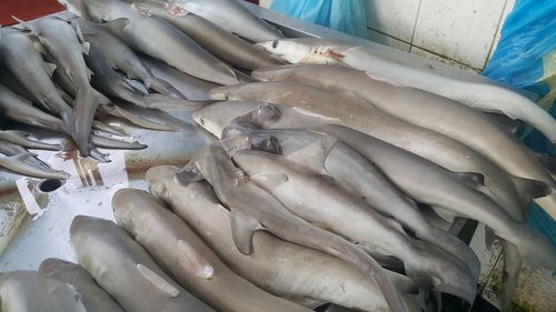 High angle view of fish for sale in market