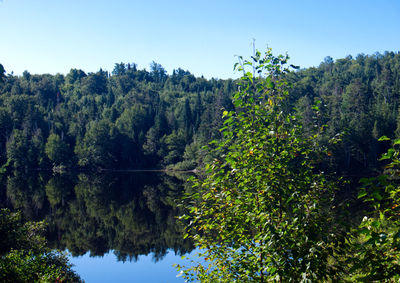 Scenic view of trees by lake against sky