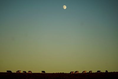 Scenic view of field against clear sky