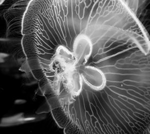 Close-up of jellyfish swimming in sea