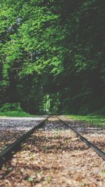 Railroad track passing through forest