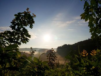 Plants and trees against sky