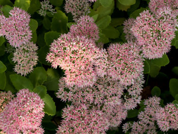 Close-up of pink flowers