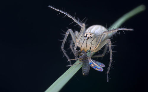 Close-up of lynx spider  over black background