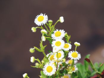 Close-up of white daisy flowers blooming outdoors