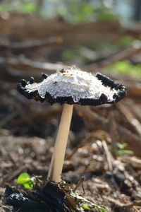 Coprinus comatus or shaggy ink cap is an edible mushroom as long as it is not producing ink