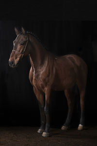 Side view of a horse standing in ranch