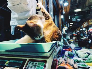 Cat in market stall