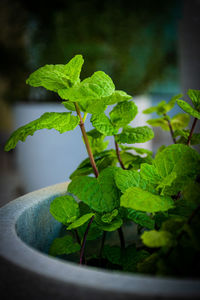 Close-up of potted plant