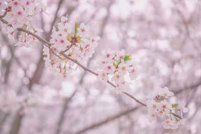 Close-up of pink cherry blossoms in spring