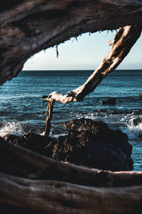 Driftwood on beach