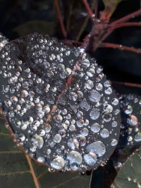 Close-up of water drops on fruit