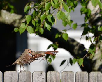 Close-up of bird perching on wood