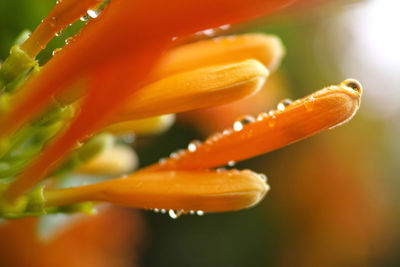 Close-up of orange