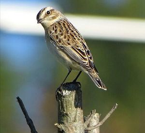 Close-up of bird perching on branch