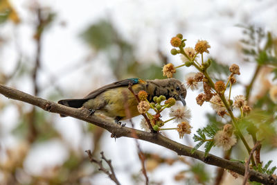 Bird perching on flower tree