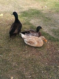 High angle view of mallard duck on field
