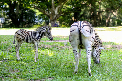 High angle view of zebras on field