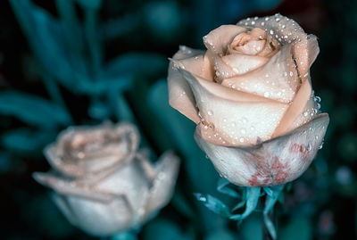 Close-up of wet rose