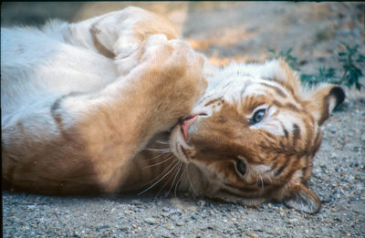 View of a cat lying down