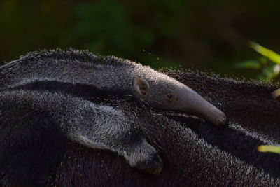 Anteater baby