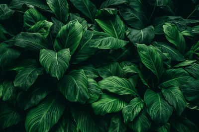 Full frame shot of green leaves