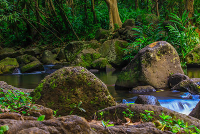 Stream flowing through rocks in forest