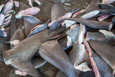 Shark fin cut on an illegal market.