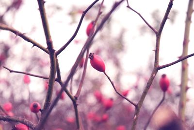 Low angle view of flower tree against sky