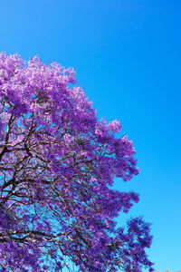 Low angle view of flower tree against blue sky