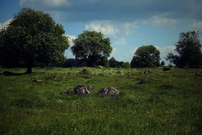 Trees on field against sky