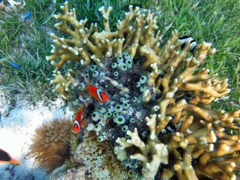 Cactus growing on tree