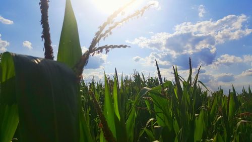 Plants growing on field against sky