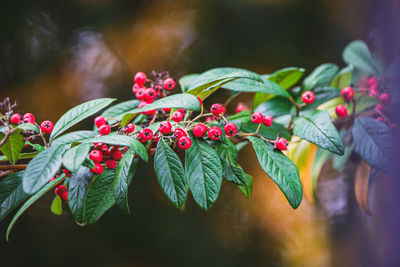 Close-up of red berries growing on plant