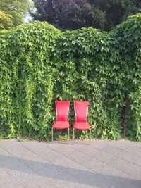 Empty bench with trees in background