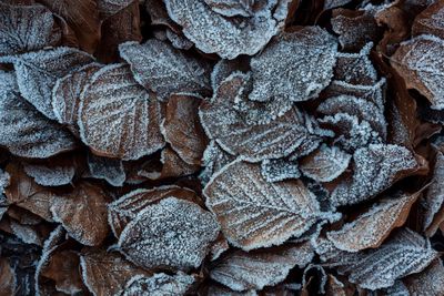 Full frame shot of frosted leaves