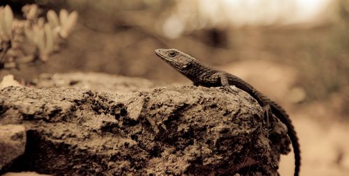 Close-up of lizard on rock