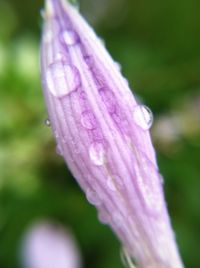 Close-up of pink flower