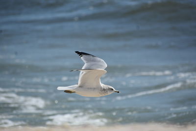 Seagull flying over sea