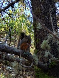 Squirrel on tree trunk