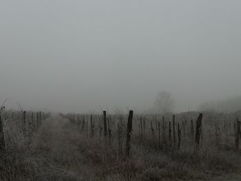 Scenic view of field against sky during foggy weather