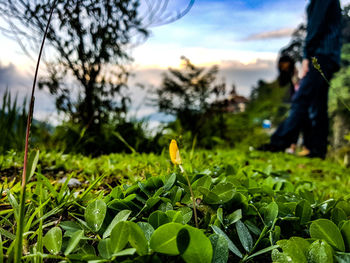 Close-up of fresh plants on field against sky