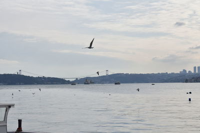 Seagulls flying in the sky