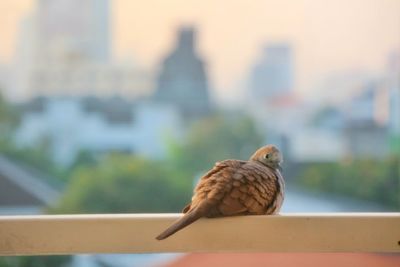 Close-up of bird perching on railing