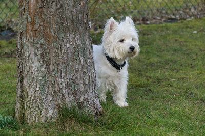 Dog on grass