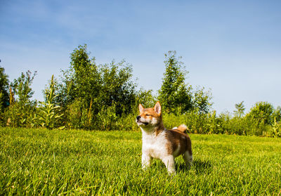 View of a dog on field