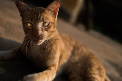 Close-up portrait of a cat