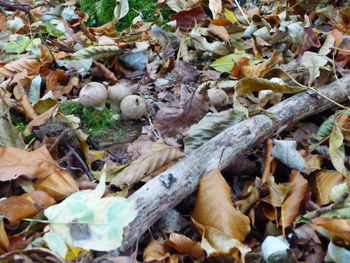 Close-up of dry leaves on plant